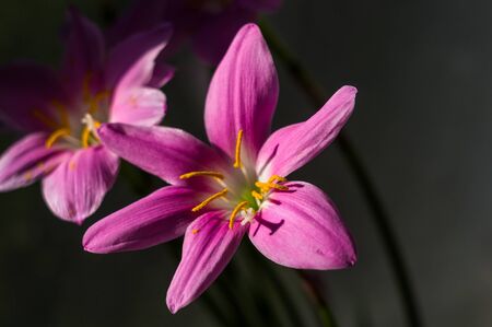 decorative pink flower rain lily Zephyranthes grandiflora on blurred backgroundの写真素材