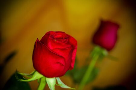 Beautiful Red Rose flower on dark background. Nature. Greeting cardの写真素材