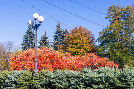 Autumn cityscape on a Sunny day - yellow autumn trees in the Park, colorful red and orange leaves, and bright sky with cloudsの写真素材