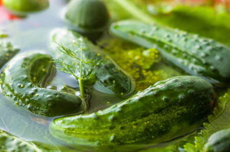 Fresh organic cucumbers and dill in water prepared for pickling, close-upの写真素材