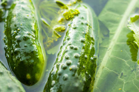 Fresh organic cucumbers and dill in water prepared for pickling, close-upの写真素材