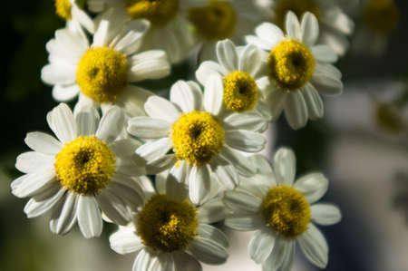 Blooming camomile, beautiful nature scene, summer backgroundの写真素材