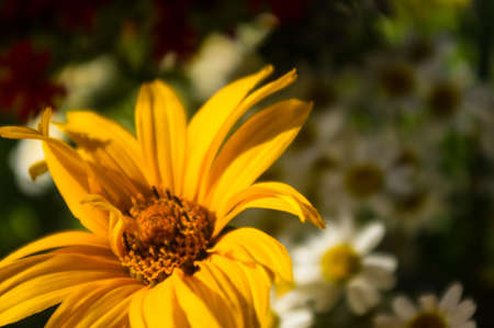 a colorful bouquet of bright spring flowers of various types, close-upの写真素材