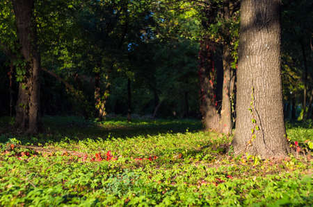 evening landscape of early autumn, the old Park, trees, green grass, bright red and yellow leaves, solar spot lightの写真素材