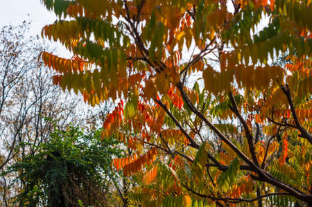 Autumn red and yellow colors of the Rhus typhina, Staghorn sumac, leaves of sumac on blue skyの写真素材