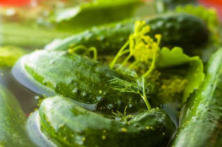 Fresh organic cucumbers and dill in water prepared for pickling, close-upの写真素材