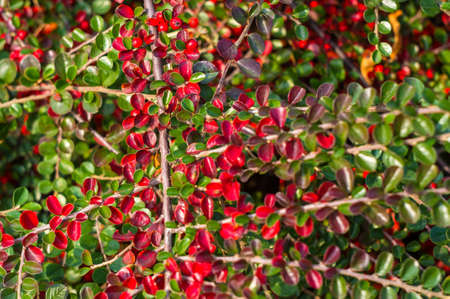 Clusters of red berries of a Cotoneaster horizontalis Decne. illuminated by soft evening sunlight, autumn background.の写真素材