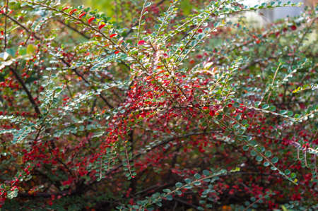 Clusters of red berries of a Cotoneaster horizontalis Decne. illuminated by soft evening sunlight, autumn background.の写真素材