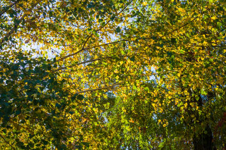 Autumn cityscape on a Sunny day - yellow autumn trees in the Park, colorful red and orange leaves, and bright sky with cloudsの写真素材