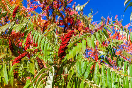 Autumn red and yellow colors of the Rhus typhina, Staghorn sumac, leaves of sumac on blue skyの写真素材