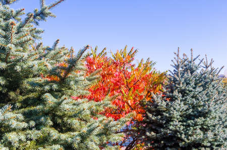 Autumn cityscape on a Sunny day - yellow autumn trees in the Park, colorful red and orange leaves, and bright sky with cloudsの写真素材