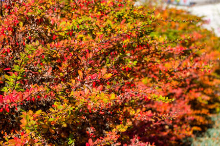 Clusters of red berries of a Cotoneaster horizontalis Decne. illuminated by soft evening sunlight, autumn background.の写真素材