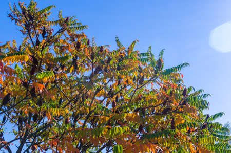Autumn cityscape on a Sunny day - yellow autumn trees in the Park, colorful red and orange leaves, and bright sky with cloudsの写真素材