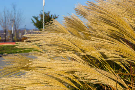 Chinese Silver Grass, Maiden Grass, Miscanthus chinese, Miscanthus sinensis illuminated by soft evening sunlight, autumn backgroundの写真素材