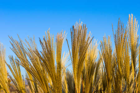 Chinese Silver Grass, Maiden Grass, Miscanthus chinese, Miscanthus sinensis illuminated by soft evening sunlight, autumn backgroundの写真素材