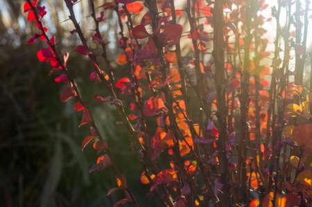 Purple Leaves On Bush Of Thunberg's Barberry, Berberis Thunbergii, The Japanese Barberry, Or Red Barberry illuminated by soft evening sunlight, autumn background.の写真素材