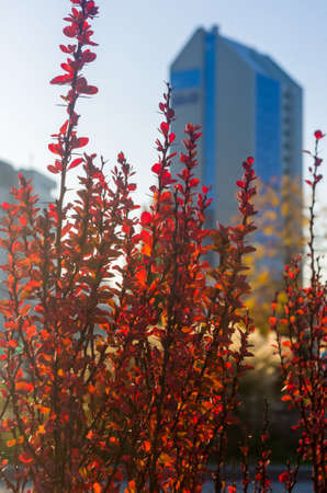Purple Leaves On Bush Of Thunberg's Barberry, Berberis Thunbergii, The Japanese Barberry, Or Red Barberry illuminated by soft evening sunlight, autumn background.の写真素材