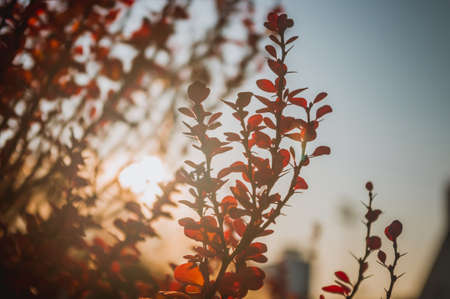 Purple Leaves On Bush Of Thunberg's Barberry, Berberis Thunbergii, The Japanese Barberry, Or Red Barberry illuminated by soft evening sunlight, autumn background.の写真素材