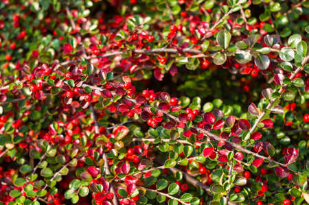 Clusters of red berries of a Cotoneaster horizontalis Decne. illuminated by soft evening sunlight, autumn background.の写真素材