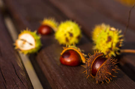 horse chestnut buckeye conker on a wooden surface, autumn background, closeupの写真素材