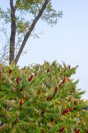 Autumn cityscape on a Sunny day - yellow autumn trees in the Park, colorful red and orange leaves, and bright sky with cloudsの写真素材