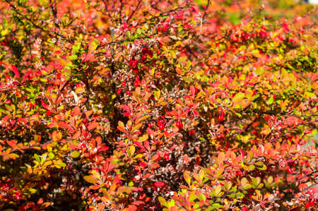Clusters of red berries of a Cotoneaster horizontalis Decne. illuminated by soft evening sunlight, autumn background.の写真素材