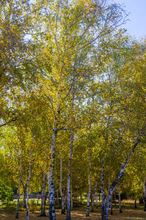 Autumn cityscape on a Sunny day - yellow autumn trees in the Park, colorful red and orange leaves, and bright sky with cloudsの写真素材