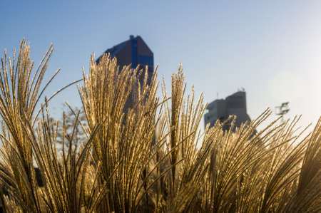 Chinese Silver Grass, Maiden Grass, Miscanthus chinese, Miscanthus sinensis illuminated by soft evening sunlight, autumn backgroundの写真素材