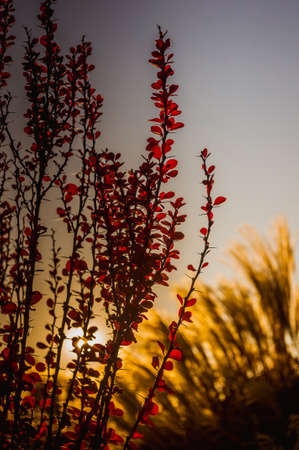 Purple Leaves On Bush Of Thunberg's Barberry, Berberis Thunbergii, The Japanese Barberry, Or Red Barberry illuminated by soft evening sunlight, autumn background.の写真素材
