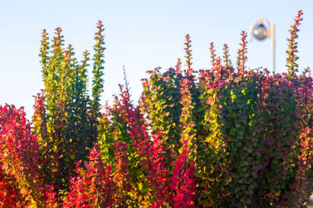 Purple Leaves On Bush Of Thunberg's Barberry, Berberis Thunbergii, The Japanese Barberry, Or Red...