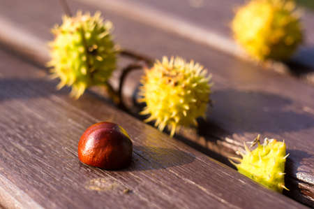 horse chestnut buckeye conker on a wooden surface, autumn background, closeupの写真素材