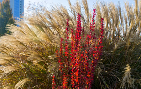 Purple Leaves On Bush Of Thunberg's Barberry, Berberis Thunbergii, The Japanese Barberry, Or Red Barberry illuminated by soft evening sunlight, autumn background.の写真素材