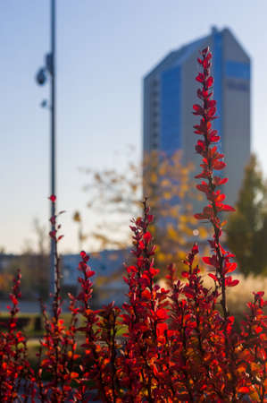 Purple Leaves On Bush Of Thunberg's Barberry, Berberis Thunbergii, The Japanese Barberry, Or Red Barberry illuminated by soft evening sunlight, autumn background.の写真素材