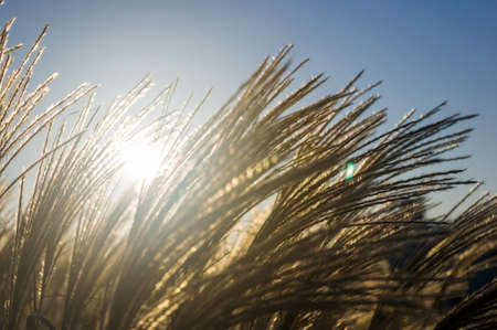 Chinese Silver Grass, Maiden Grass, Miscanthus chinese, Miscanthus sinensis illuminated by soft evening sunlight, autumn backgroundの写真素材