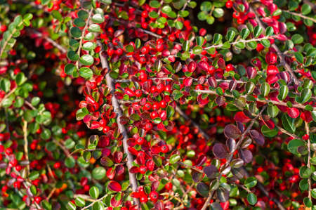 Clusters of red berries of a Cotoneaster horizontalis Decne. illuminated by soft evening sunlight, autumn background.の写真素材