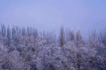 Winter urban landscape - snow covered trees on foggy backgroundの写真素材