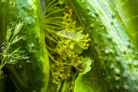 Fresh organic cucumbers and dill in water prepared for pickling, close-upの写真素材