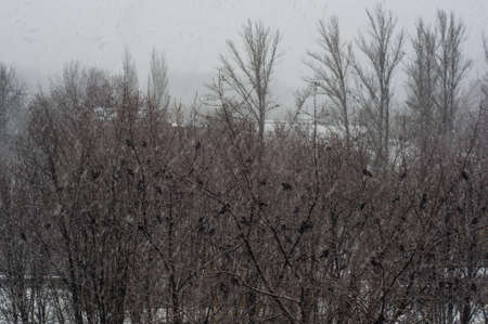 Winter urban landscape - snow storm, snow covered trees and black birdsの写真素材