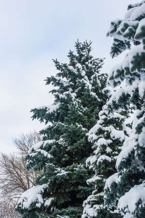 Green fluffy fir tree in the snow, Christmas wallpaper concept.の写真素材