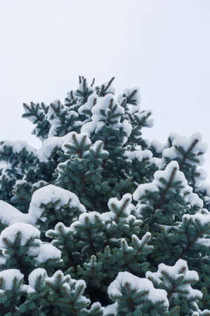 Green fluffy fir tree in the snow, Christmas wallpaper concept.の写真素材