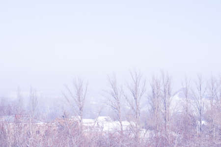 Winter urban landscape - snow covered trees on foggy backgroundの写真素材