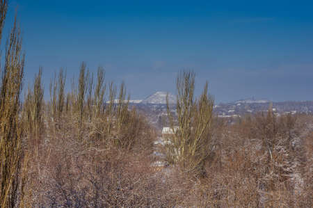 Winter urban landscape - snow covered trees on foggy backgroundの写真素材