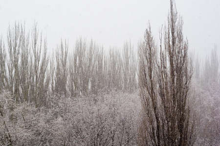 Winter urban landscape - snow covered trees on foggy backgroundの写真素材