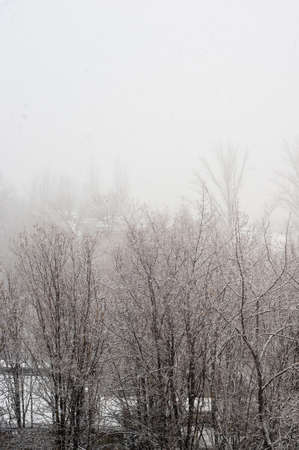 Winter urban landscape - snow covered trees on foggy backgroundの写真素材