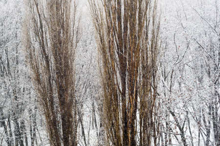 Winter urban landscape - snow covered trees on foggy backgroundの写真素材
