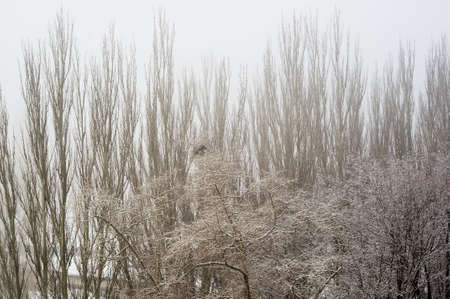 Winter urban landscape - snow covered trees on foggy backgroundの写真素材