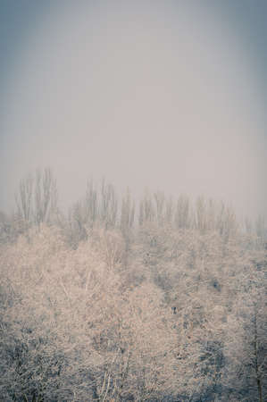 Winter urban landscape - snow covered trees on foggy backgroundの写真素材