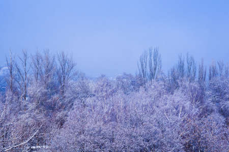 Winter urban landscape - snow covered trees on foggy backgroundの写真素材
