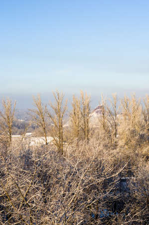 Winter urban landscape - snow covered trees on foggy backgroundの写真素材