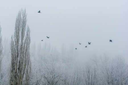 Winter urban landscape - snow storm, snow covered trees and black birdsの写真素材